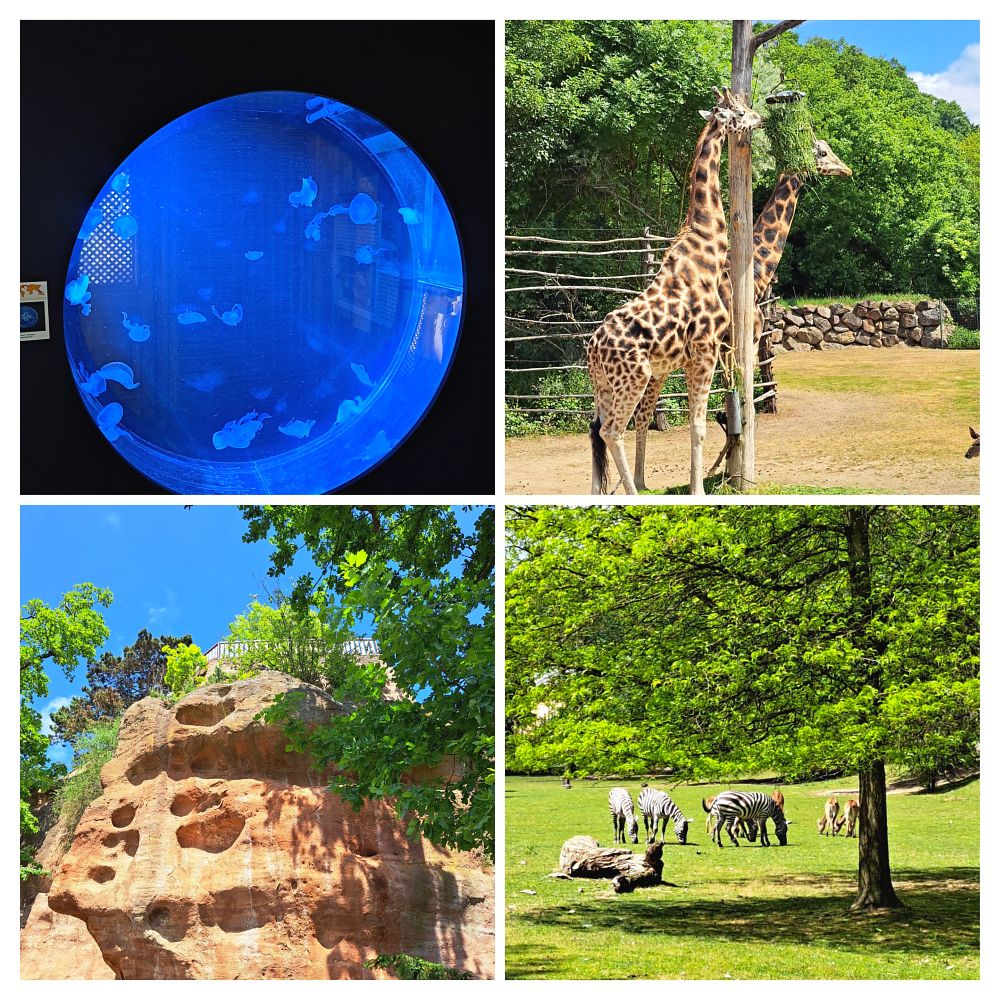 1mskv_hornicka_masopust_cerven_2025_1