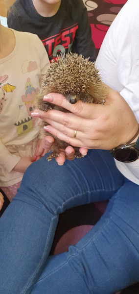 foto ježka foto ježka